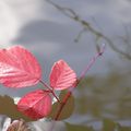 Feuille d'Automne