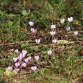 Cyclamen