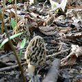 Les champignons printaniers.