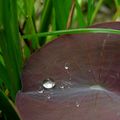 Le bassin aux lotus