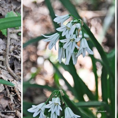 Ail à trois angles (Amaryllidacées)