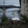 présence de cygne