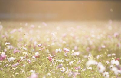 Soigner ses allergies au pollen naturellement Les