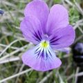 La violette, un brin coquette