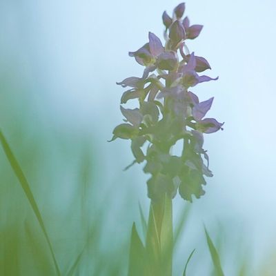 Orchidees vendeennes !!!