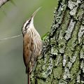 Grimpar à bec étroit (Lepidocolaptes angustirostris)