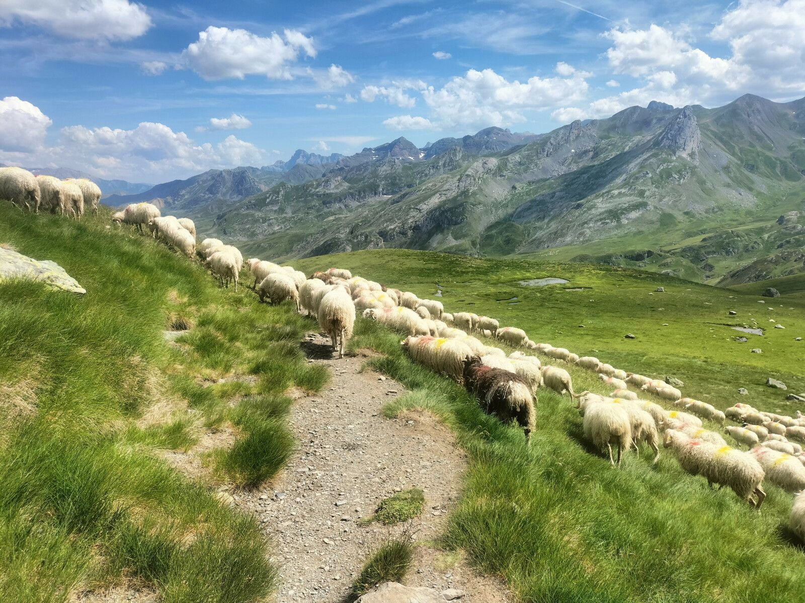 Col de l'Iou, rando Pombie-Peyreget, sentier et brebis. (64)
