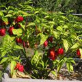 Piment Bhut Jolokia : la récolte continue.