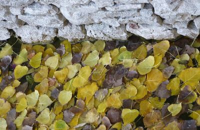 "Toi, que sais-tu des feuilles mortes ? Est-ce là