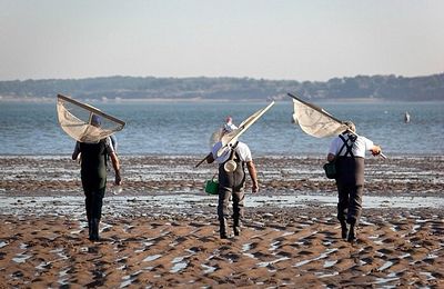 Grandes marées pour 2 millions de pêcheurs à pied