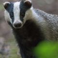 Photo de la semaine : Mais quel blaireau !
