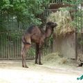 La ménagerie du jardin des plantes