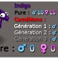 1 ( seule ) indigo caméléone de plus