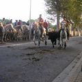 taureaux de camargue