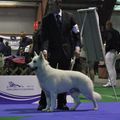 Euro Special Show FCI 1, Celje, Slovenia, Champion Class, 2nd ex, Res CAC