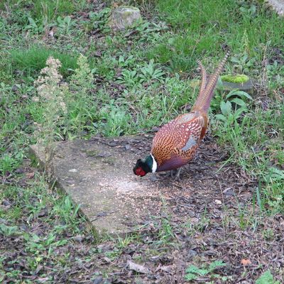 008 La faune au Prieuré