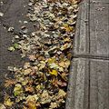 Les trottoirs ornés de feuilles mortes ne sont