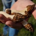 L'Isère au fil des saisons.