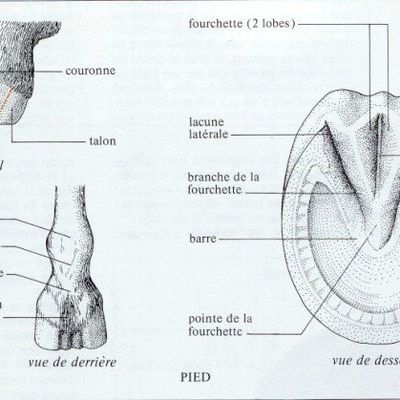 Comment entretenir les sabots de son cheval ?