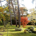 Automne, jardin, feuilles mortes et frugal repas dominical ...