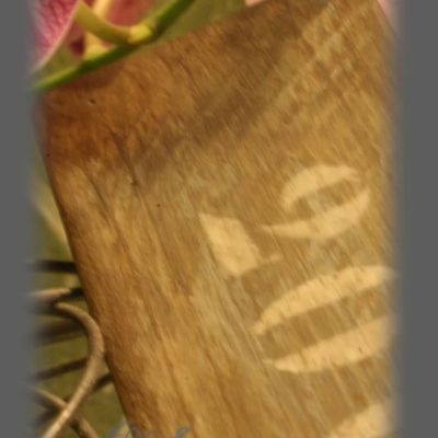 Patine Bois flotté...