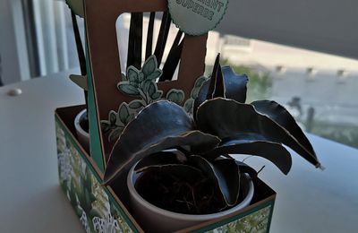 Panier Porte-café pour plantes crassulescentes