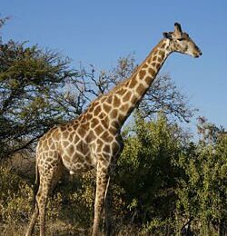 La girafe