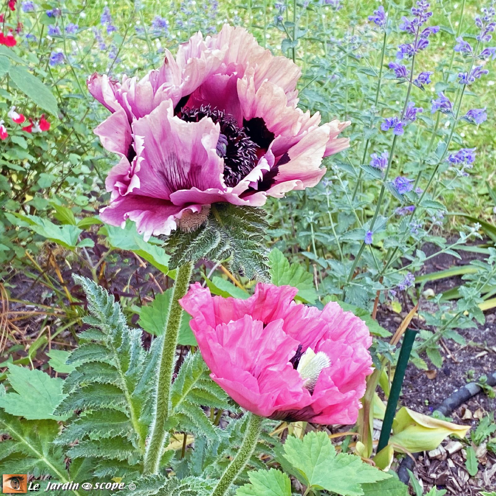 Pavot d'Orient Patty's Plum