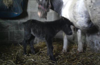 Une naissance à la maison