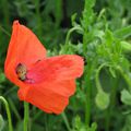 coquelicot