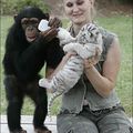 Les tigreaux et le chimpanzé