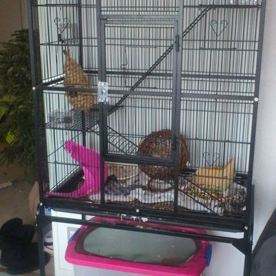 La cage de Régis et San Gohan