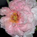 Beauté florale , la Pivoine