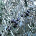 Une saine occupation hivernale, les olives. Enfin