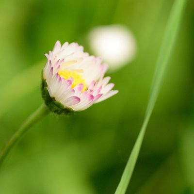 La pâquerette par Mireille Héros