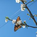 Nymphalis polychloros (Linnaeus, 1758) 