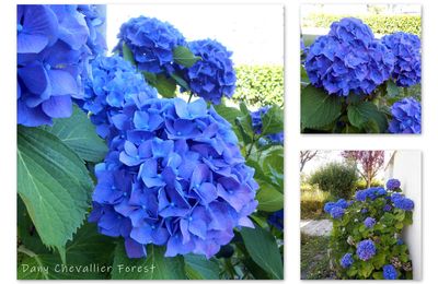 Hortensias bleus