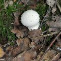 Un des Gastéromycètes les plus communs de nos forêts