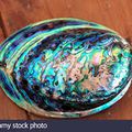 Abalone