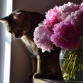 Toulouse et le bouquet de pivoines 