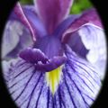 Iris d'eau # 6