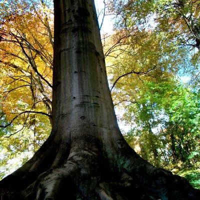 "Les arbres aux racines profondes sont ceux qui