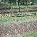 Terrasses cultivées ( printemps 2007 )