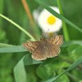 Erynnis tages Pyrginae