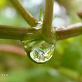 Après la pluie ...