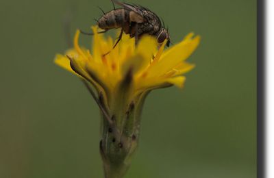 MUSCIDAE(mouche)