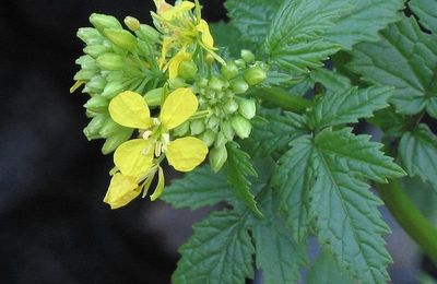 29 Floréal.