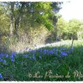 ~~~~ promenade en forêt ~~~~