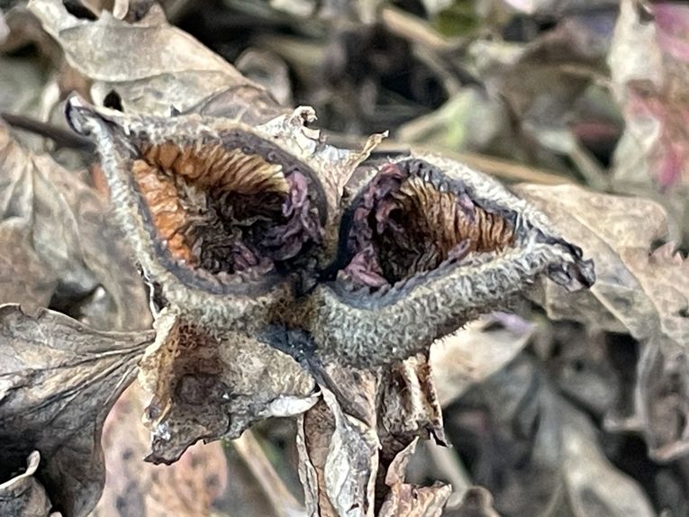 Mercredi 29 oct 2025 : hier j'étais dans les Combrailles , sur mes pas dans la commune de Manzat et environs  mon diapo s'en suit  et sur la fin retour @ la maison 🏡 