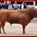 RETOUR SUR LA CORRIDA DE COMPETENCIA DE SAINT MARTIN DE CRAU... Mes illusions